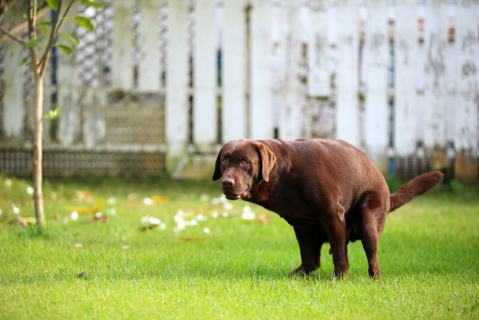 What Can I Give My Dog for Diarrhea?