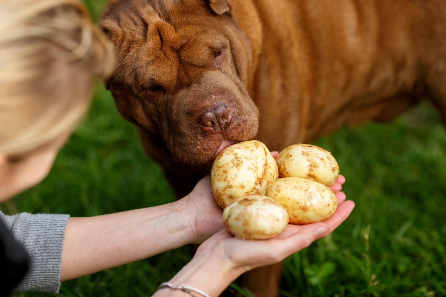Can Dogs Eat Potatoes?
