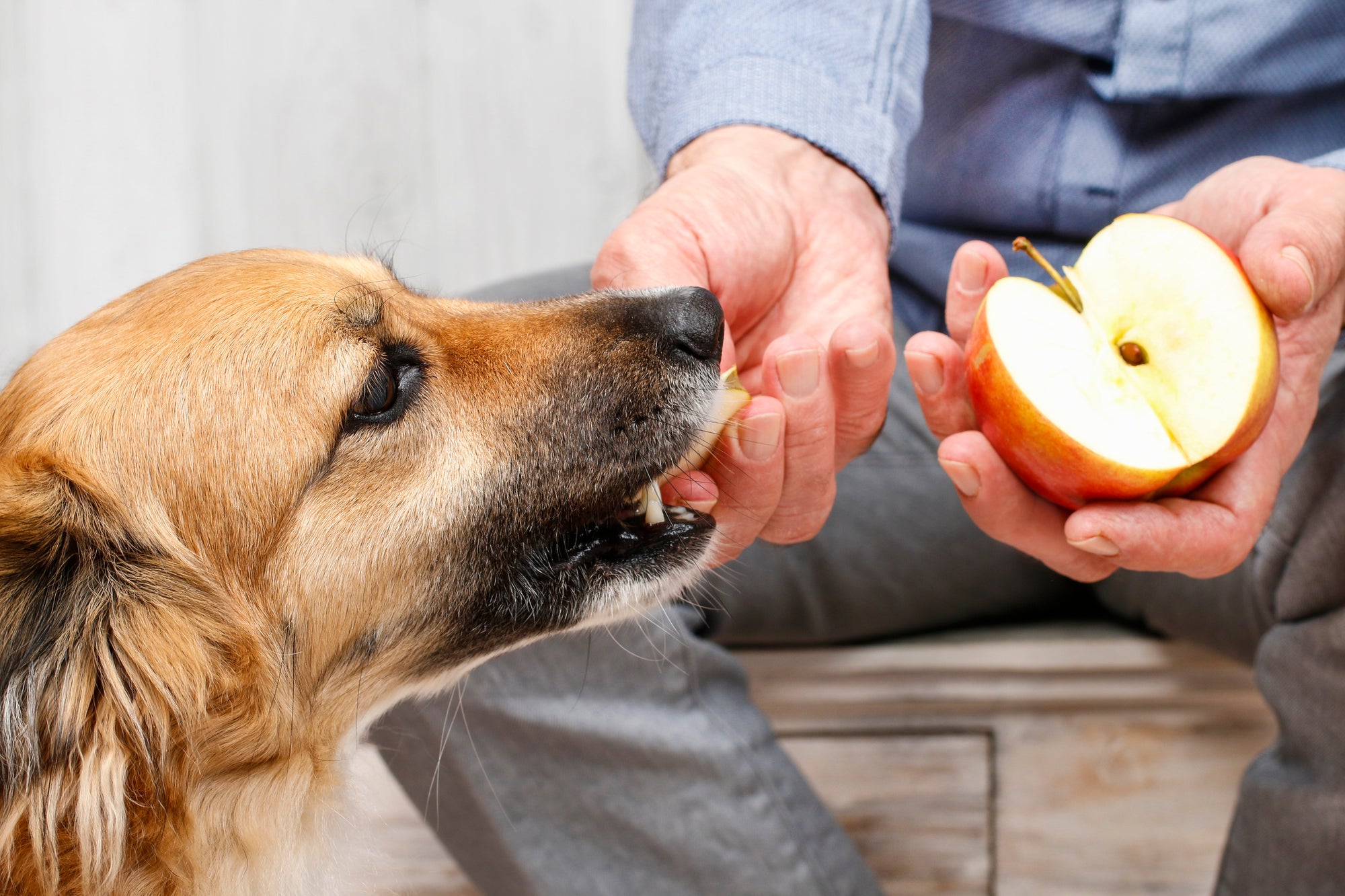 Can Dogs Eat Apples?