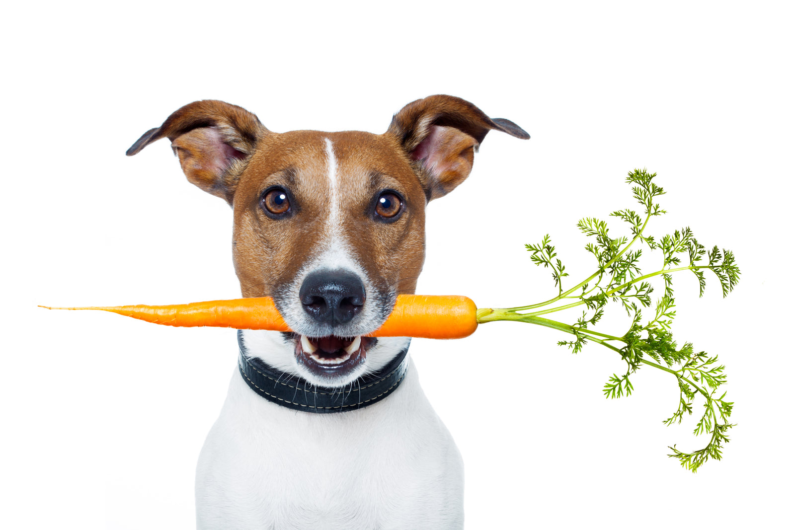 Can Dogs Eat Carrots?