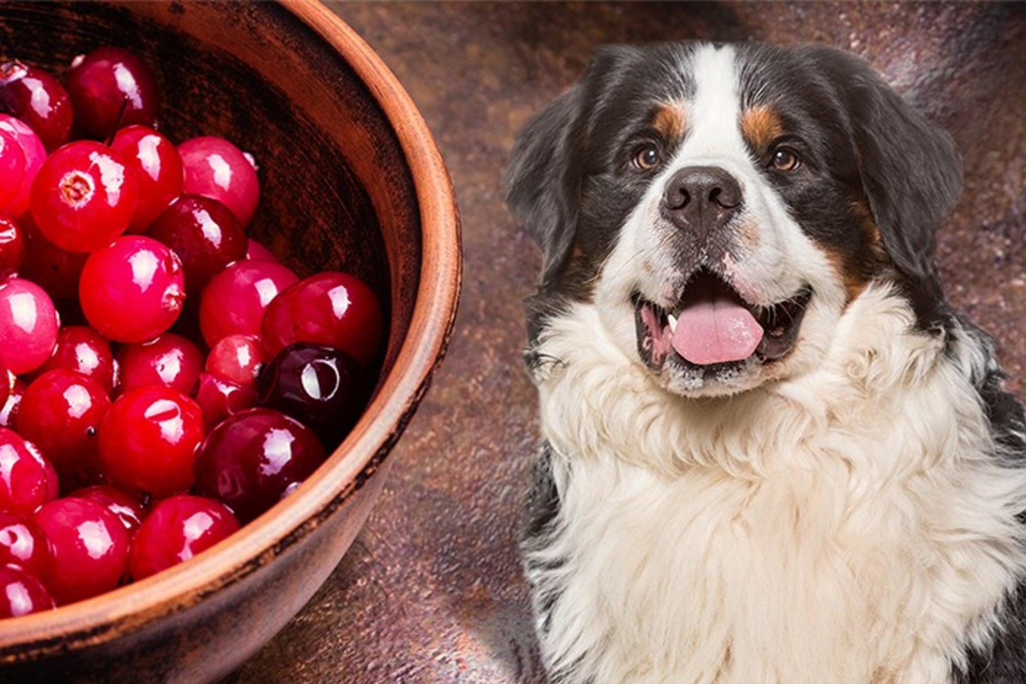 Can Dogs Eat Cranberries? Everything You Should Know
