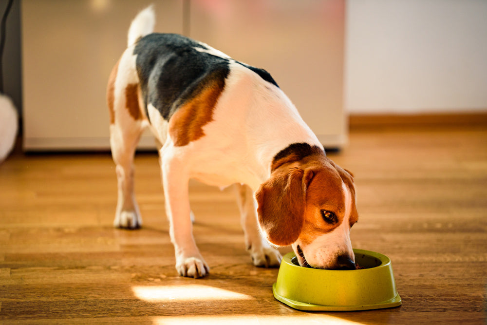 Feeding Our Dogs: What Is a Low Residue Diet?