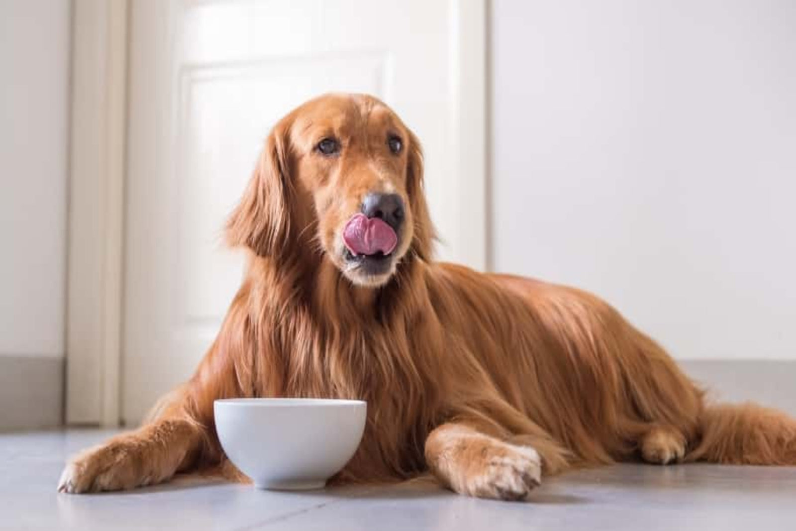 Can dogs eat brown rice?