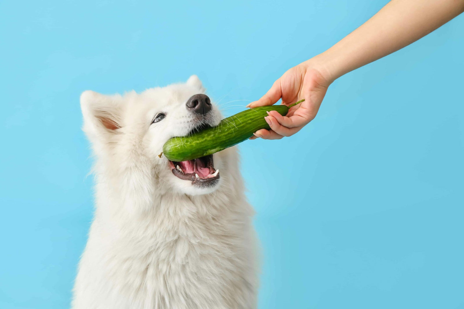 Can Dogs Eat Cucumbers?