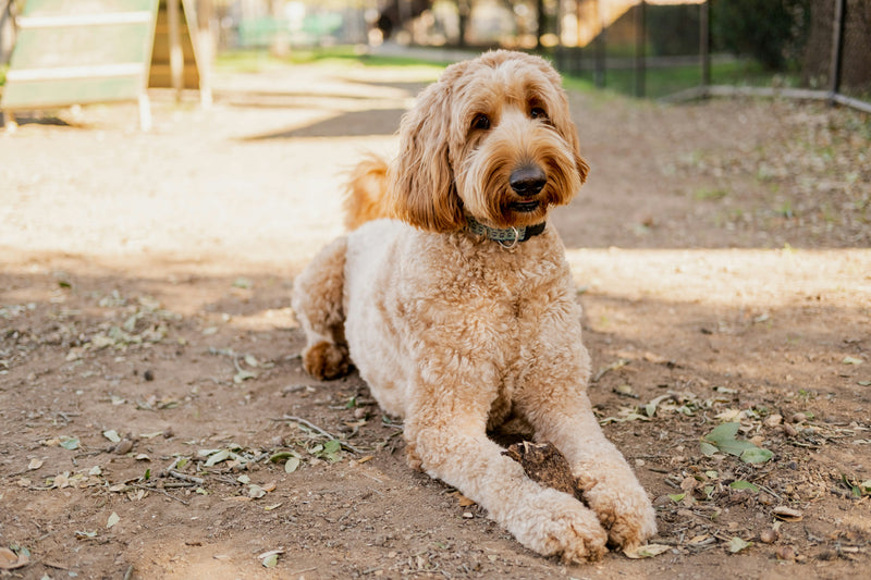 Mini Goldendoodle, an example of a larger dog feeding plan by Nextrition