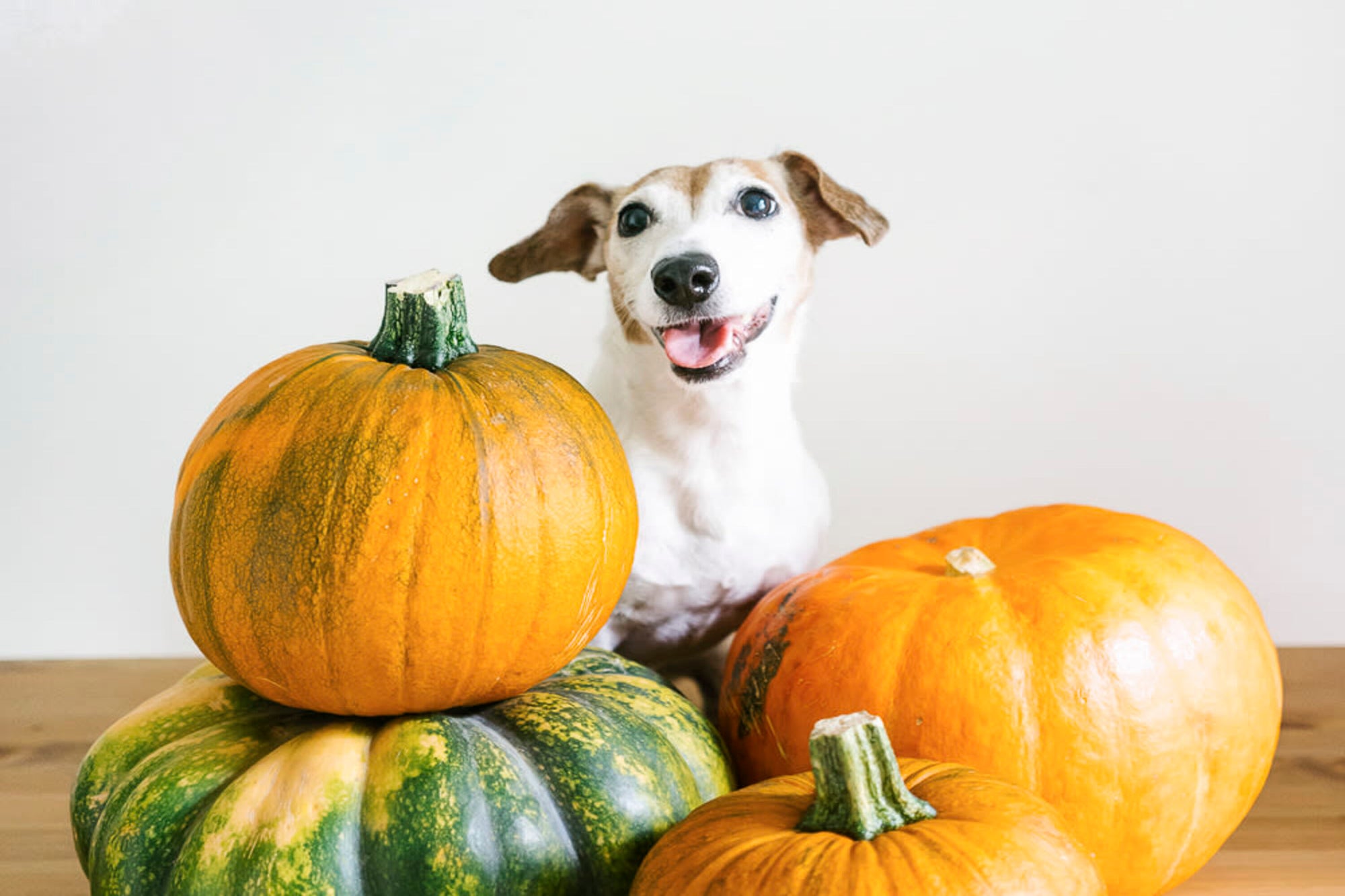 Can Dogs Eat Pumpkin?