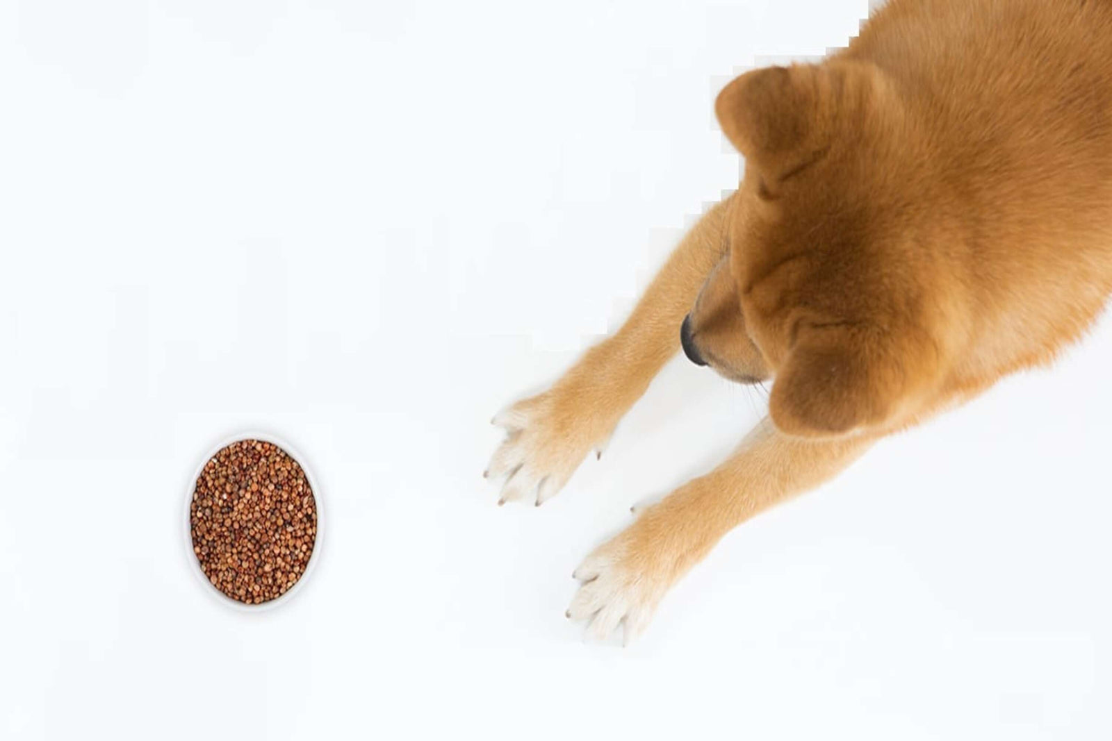 Beautiful view of Can Dogs Eat Sorghum Grass