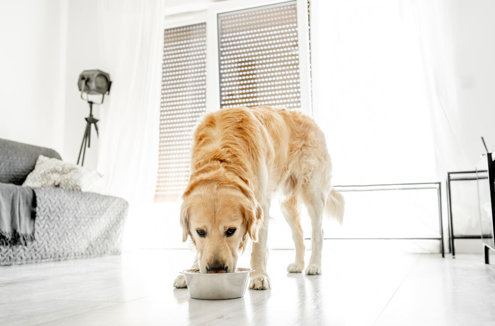5 of the Quirkiest Eating Habits Dogs Sometimes Develop