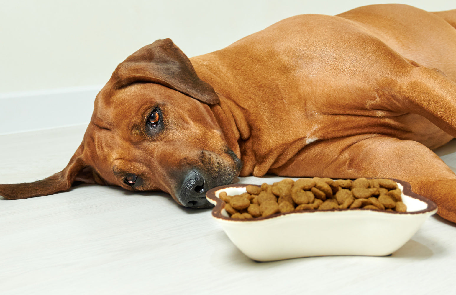 A Dog Food Subscription That Helps With Gas? Yes, Please.