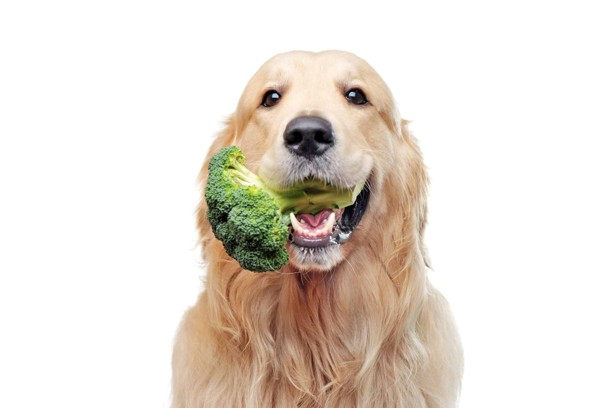Can Dogs Eat Broccoli?