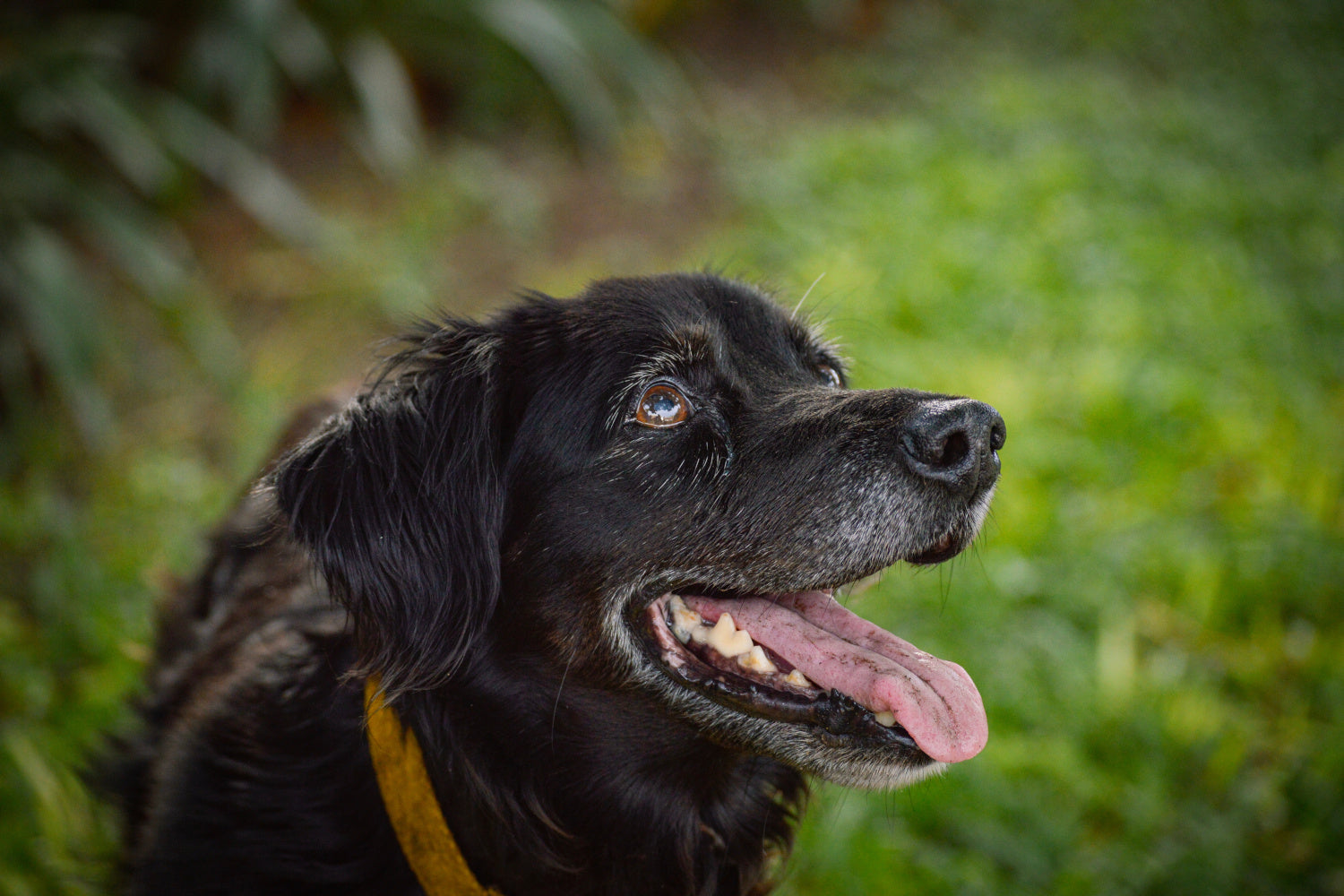 Bad Breath in Dogs  –  Could It Be His Gut Health?