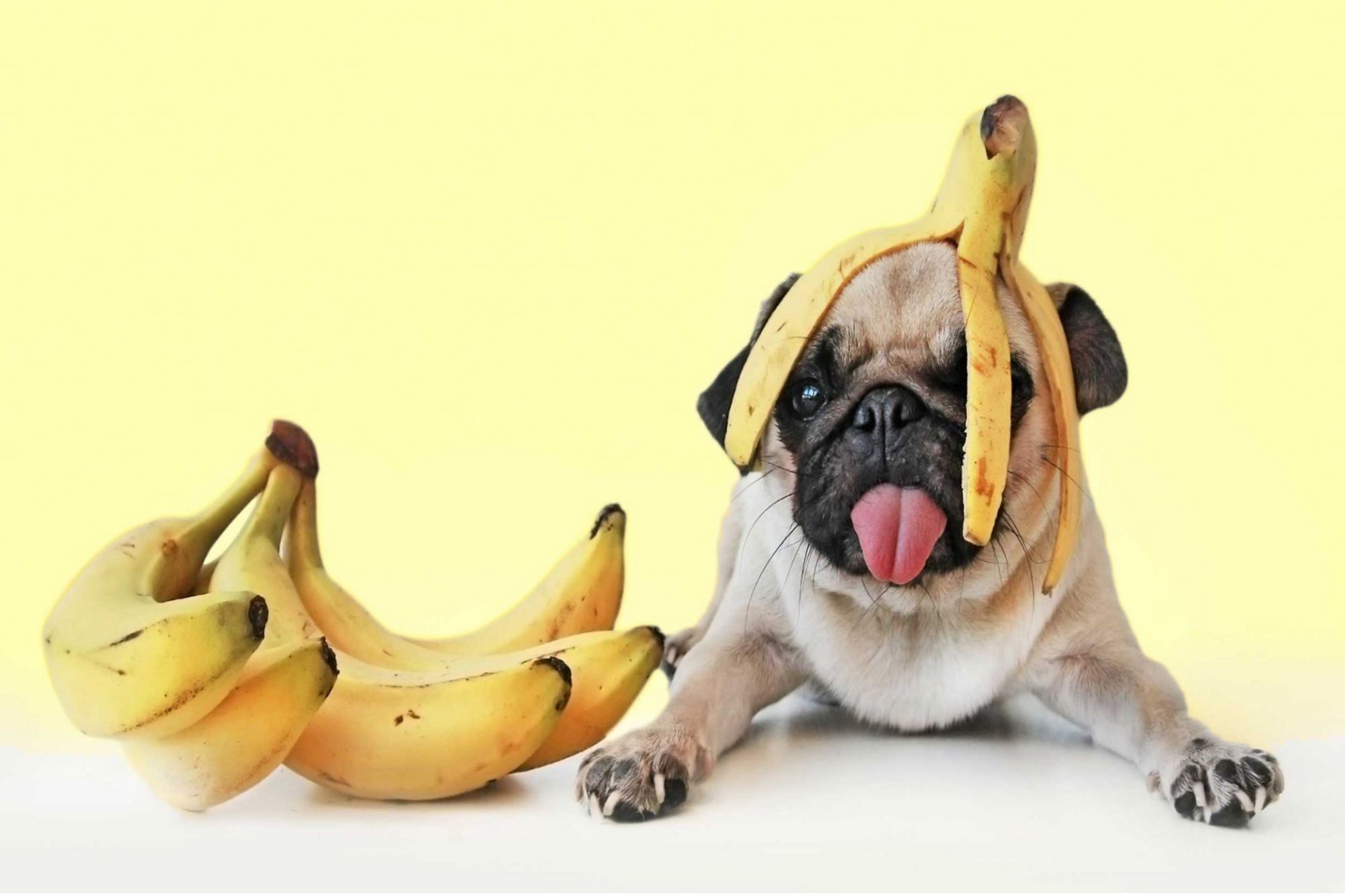 Can Dogs Eat Bananas?