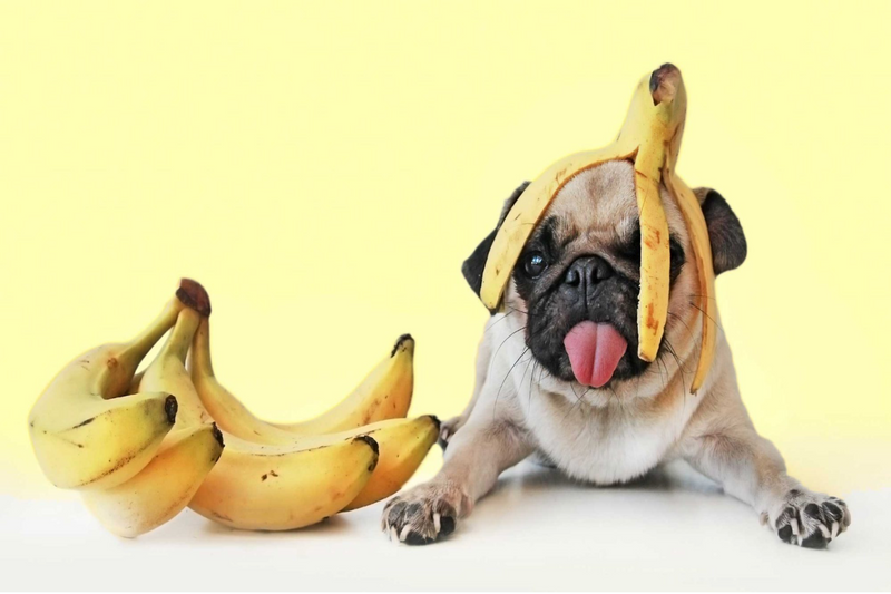 Banana Bread And Puppy Digestive Health photo