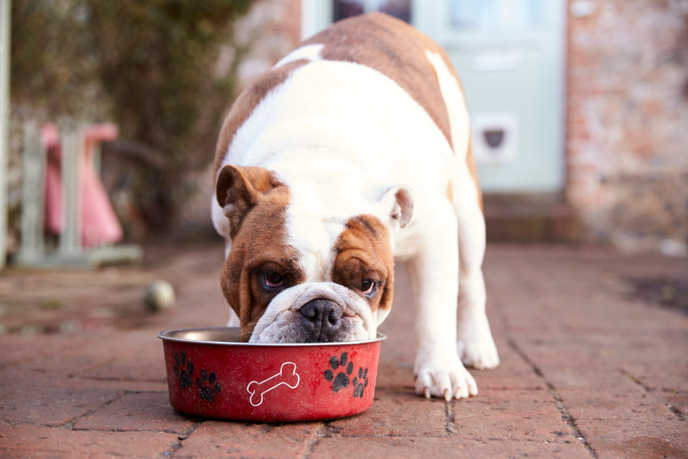Beware of Those Holiday Foods That Aren't So Good for Your Dog