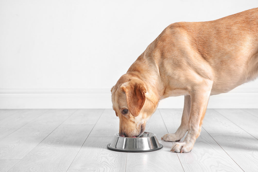 Bloat: A Potentially Serious Medical Condition for Dogs