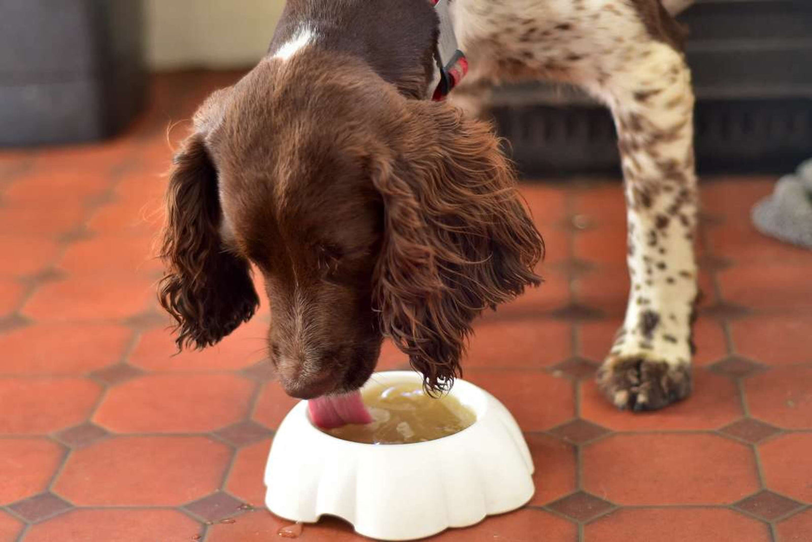 Can Dogs Eat Bone Broth?