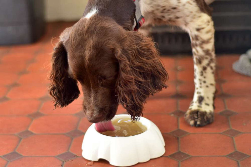 Can Dogs Eat Bone Broth? Nextrition Pet
