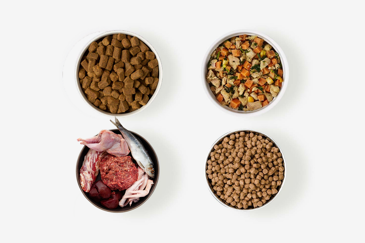 Raw, Kibble, Fresh, or Cold Pressed What’s Best for Your Dog