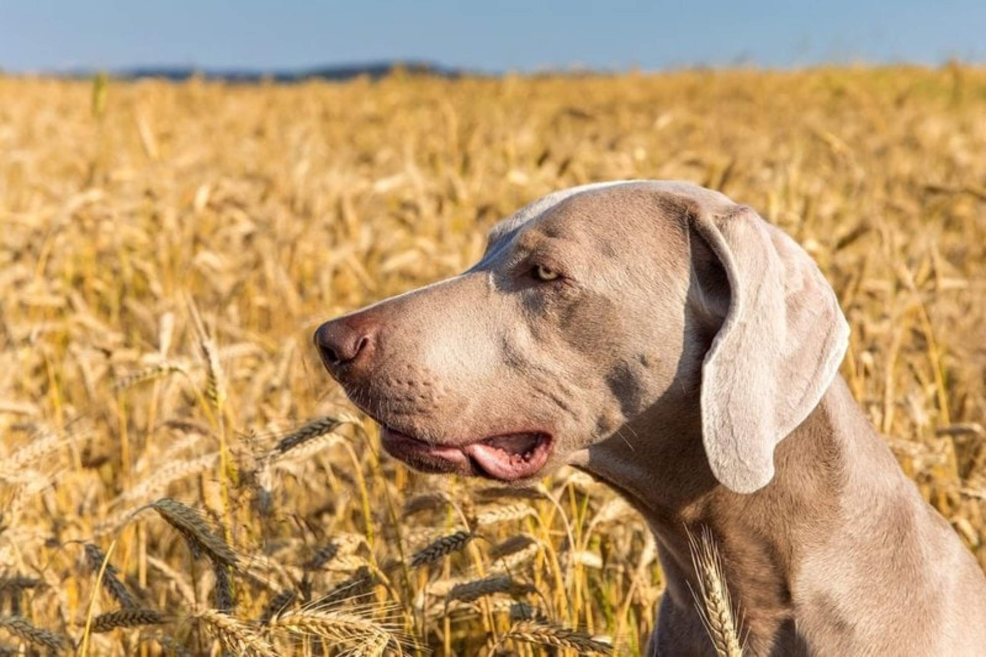 Can Dogs Eat Barley?