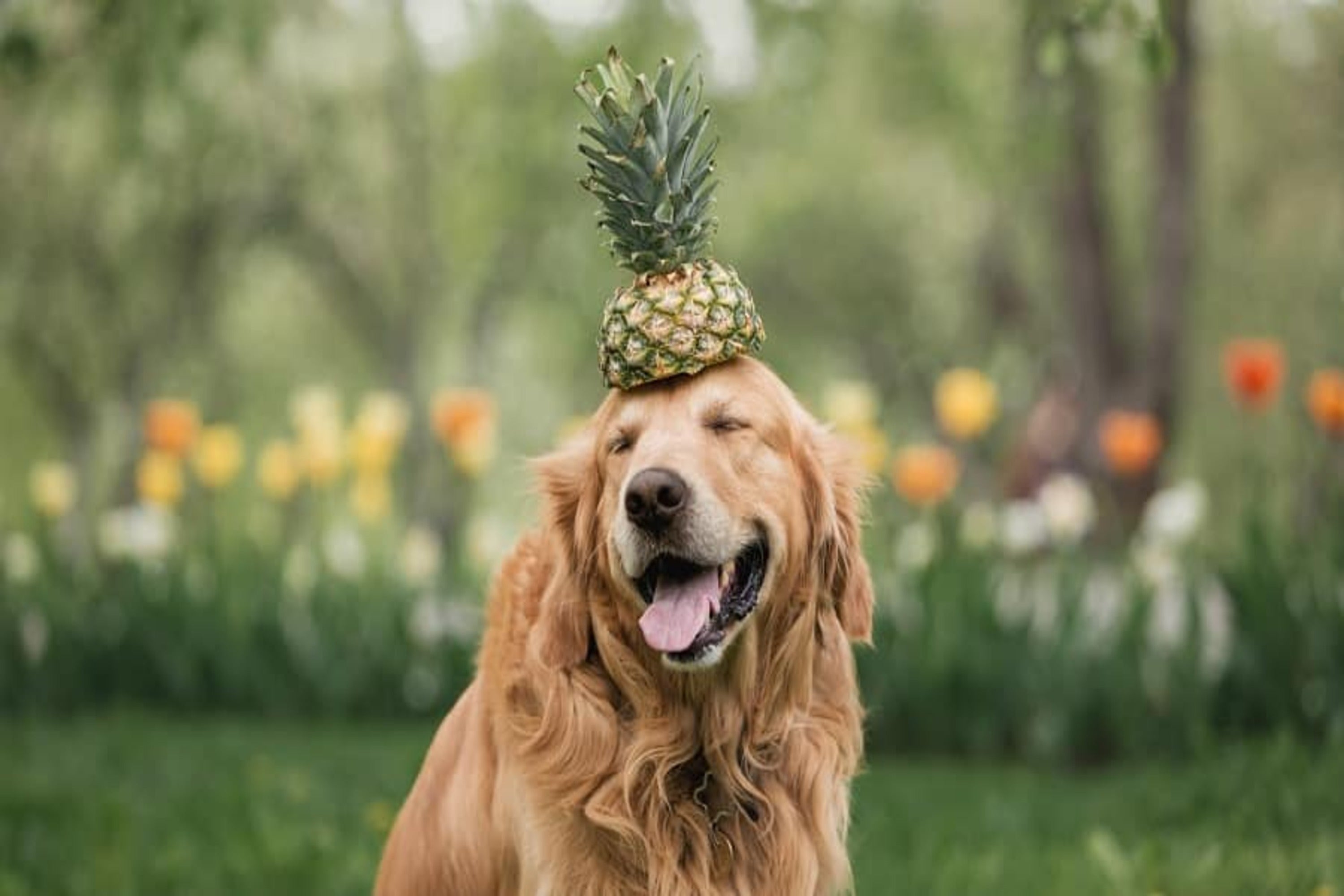 Can Dogs Eat Pineapple? Nextrition Pet