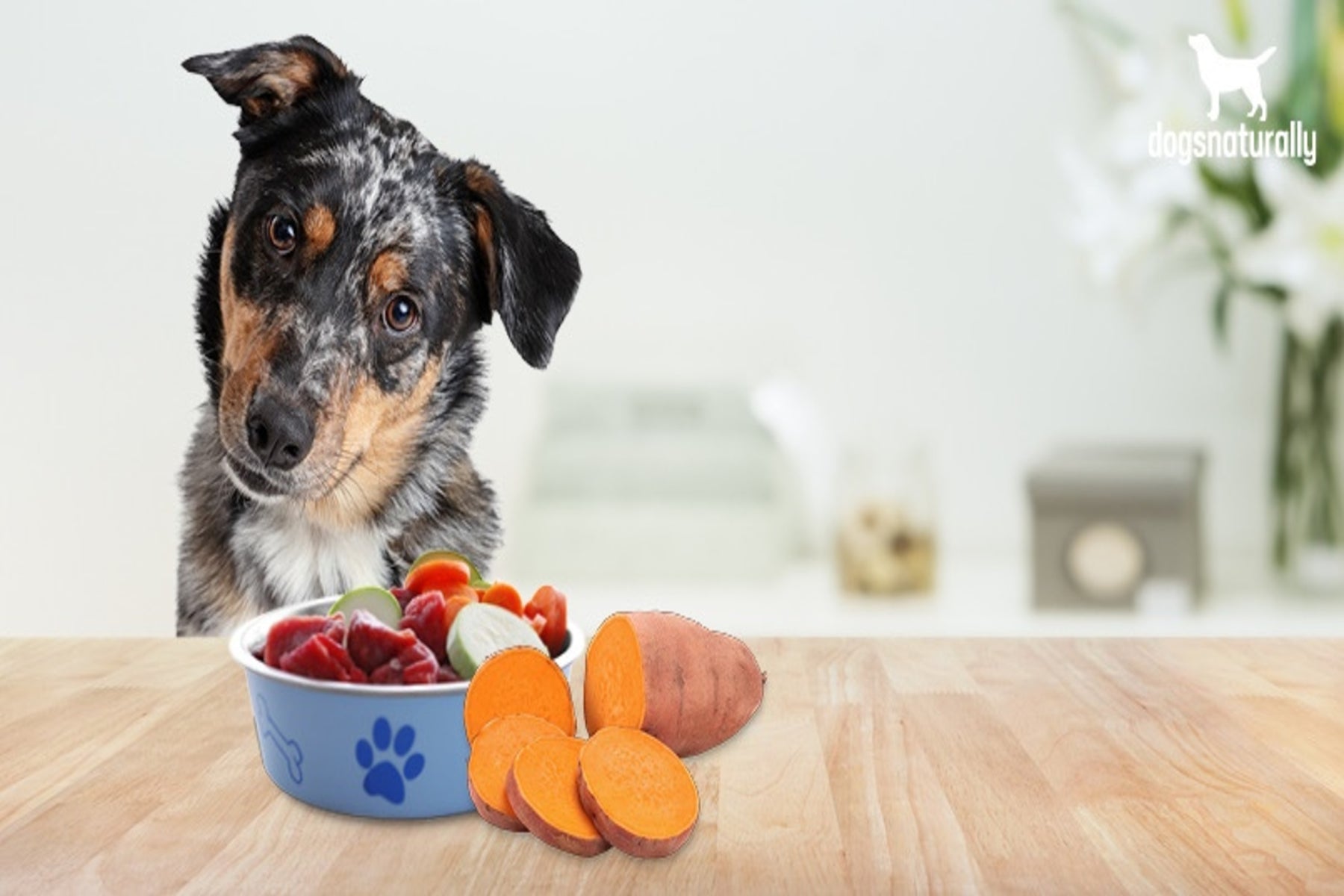 Can Dogs Eat Sweet Potato? Nextrition Pet