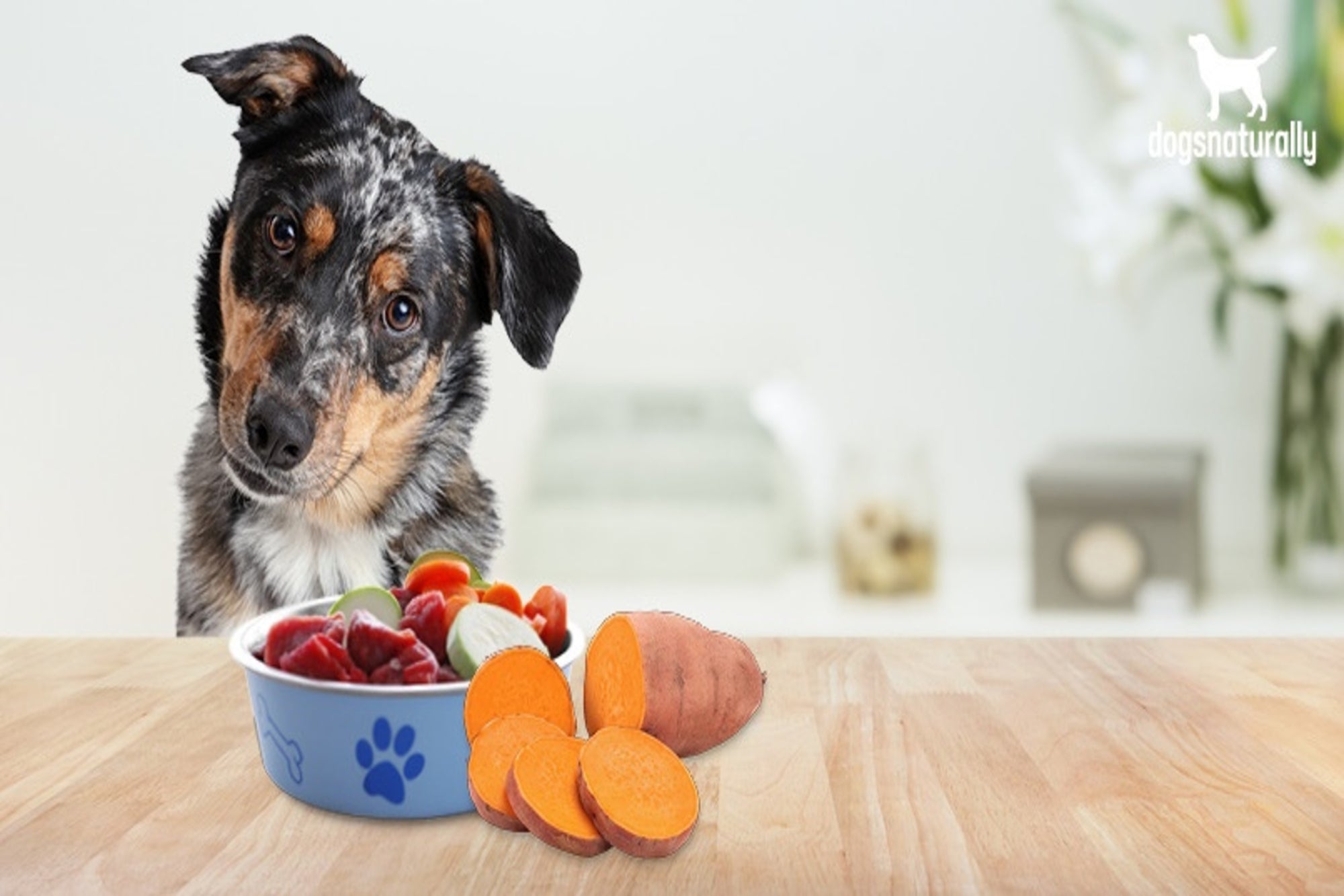 Can Dogs Eat Sweet Potato? Here’s Everything You Need to Know