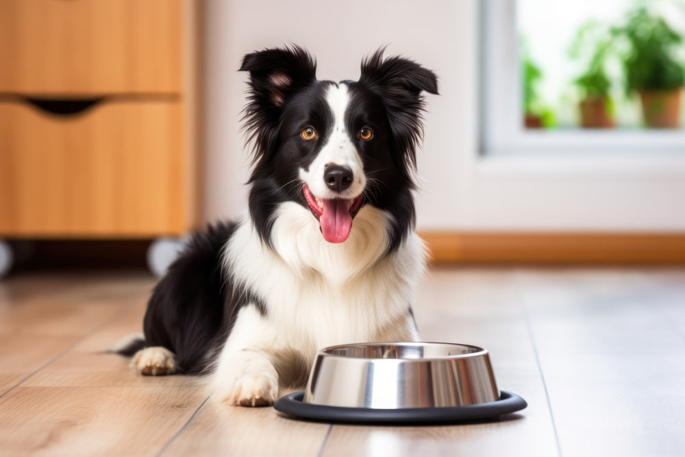 Cold Pressed Dog Food for Small Breeds: Nutrition for Tiny Stomachs