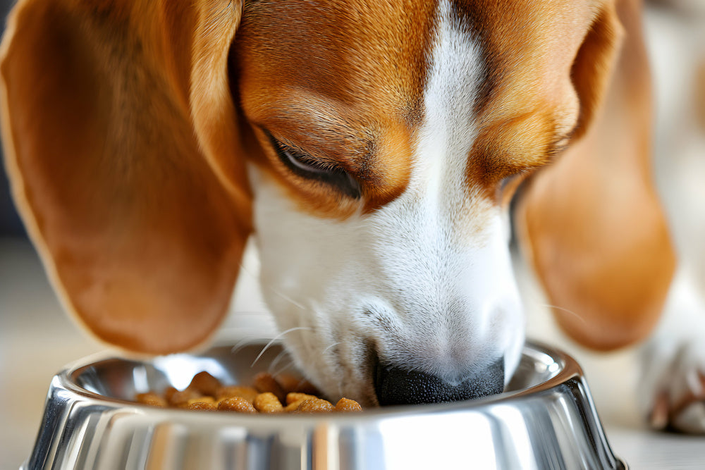 Could the Food I'm Feeding My Dog Make Him Throw Up?