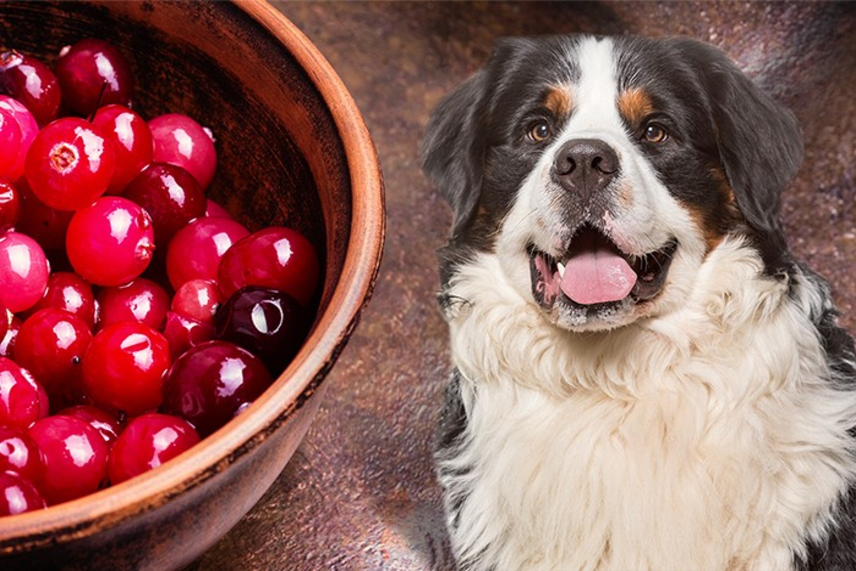 Picture of Can Dogs Eat Cranberries? Everything You Should Know - Nextrition Pet