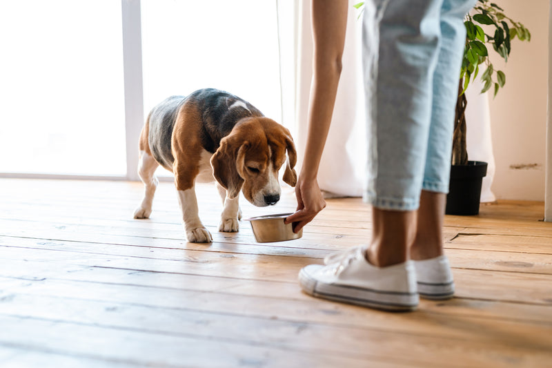Cold pressed shop dog food usa