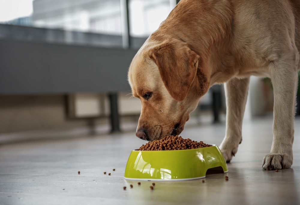 Deciphering Dog Diets Free Feeding vs. Scheduled Feeding Nextrition Pet