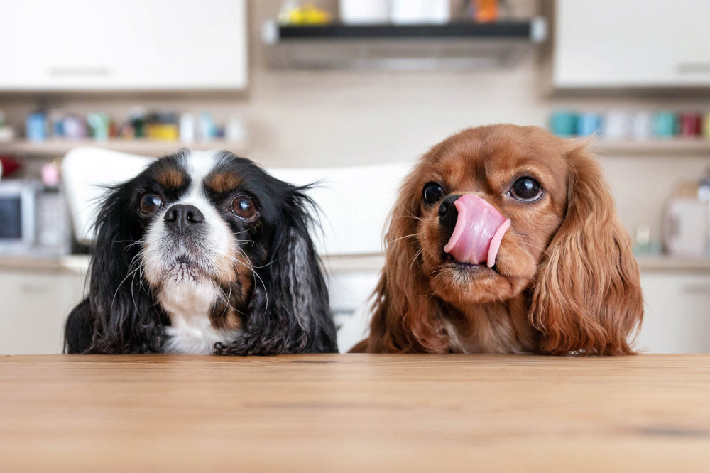Dental Chews Are Good for Your Dog's Teeth – Here's Why
