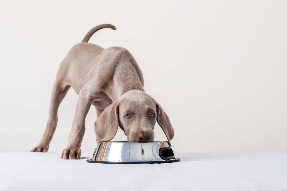 Diverticulitis in Dogs How Diet Modifications Can Help