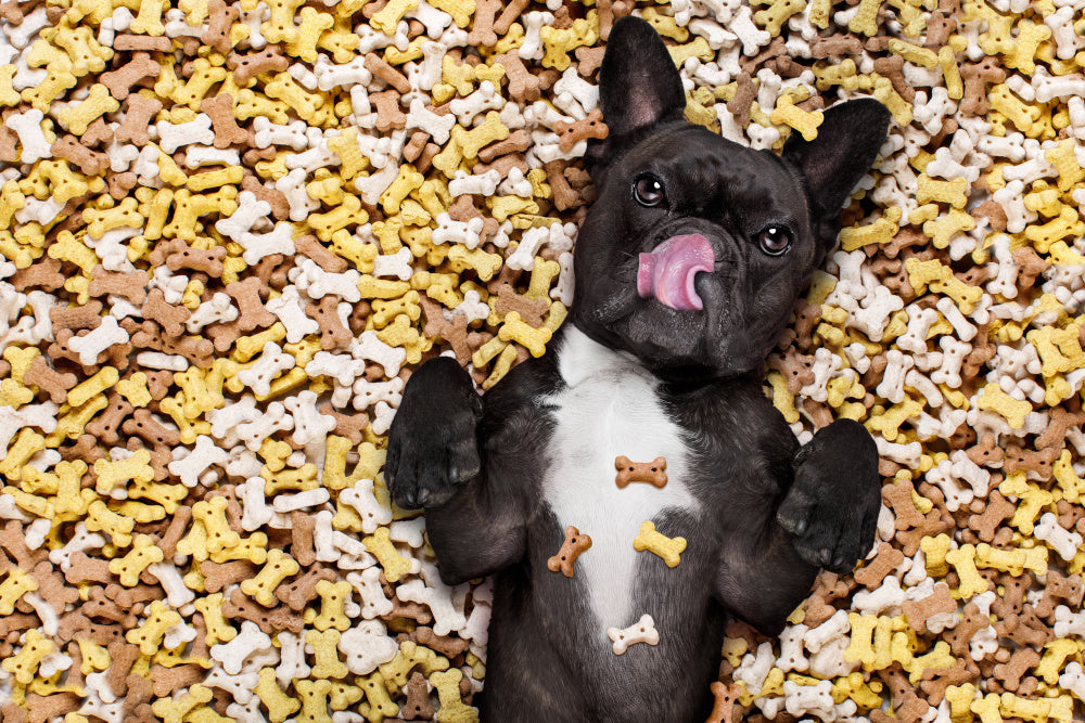 Dog Treats Are Great but They Should Be Supplemental