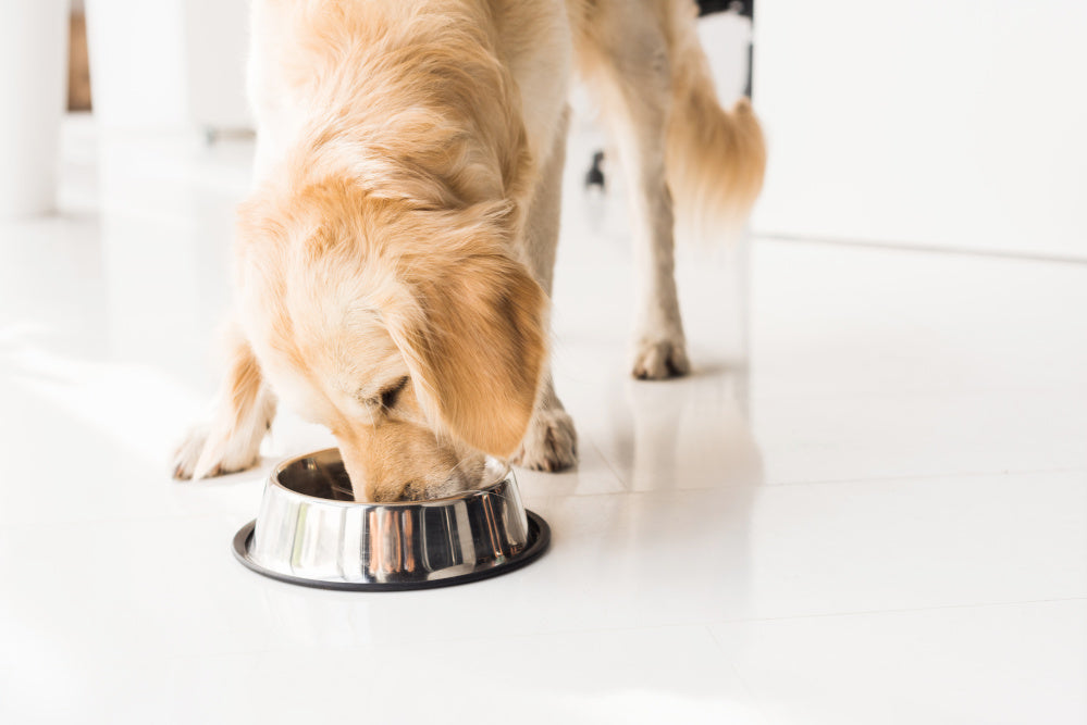 Dogs Can Be Overweight, Too – But It’s Not Inevitable