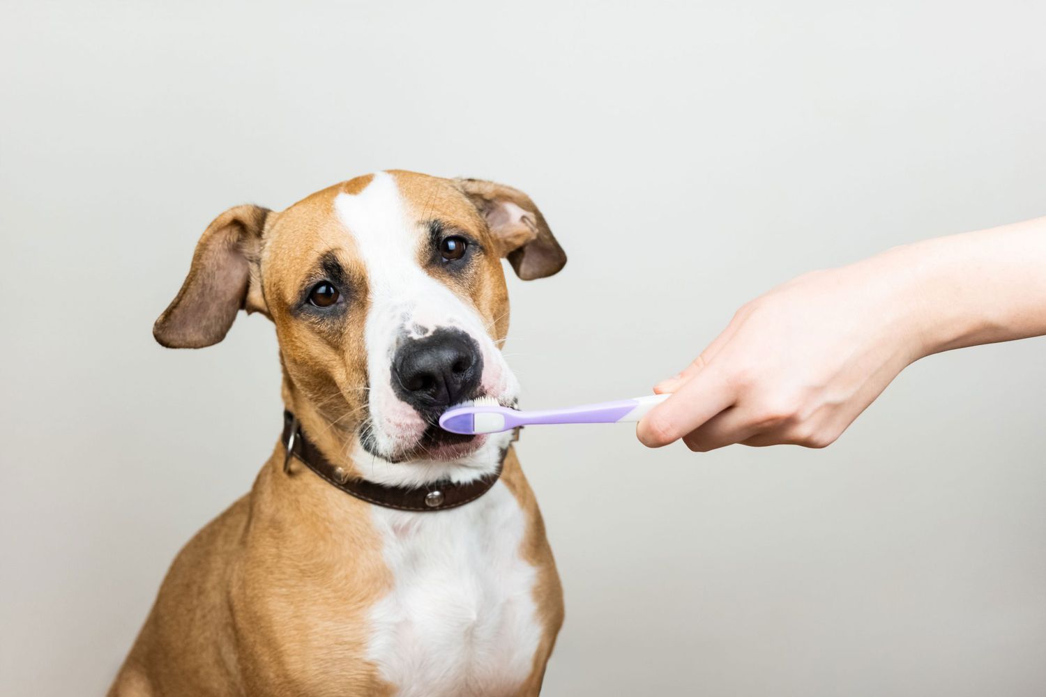 How Often Do You Brush Dog's Teeth?