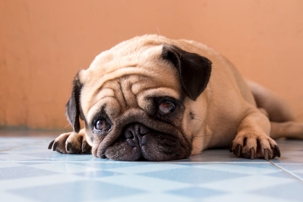 Got a Gassy Pup? Tips for Banishing Dog Flatulence