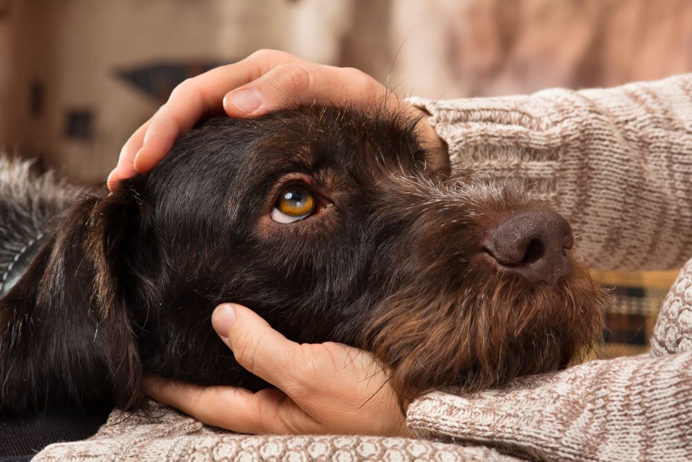 Handling Allergies and Sensitivities with Hypoallergenic Dog Food
