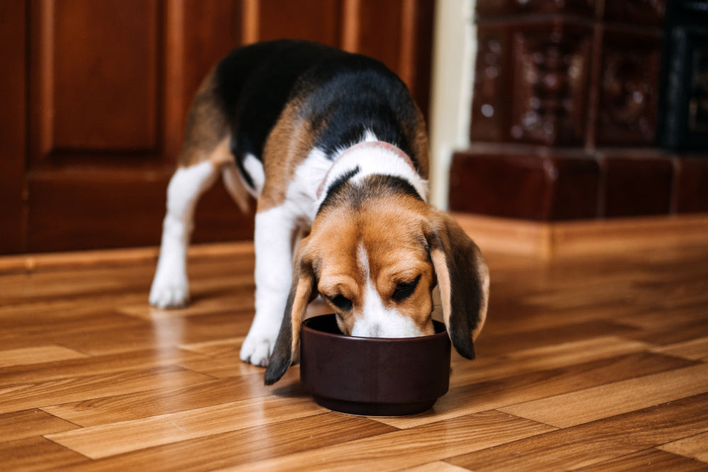 Healthier Dogs and the Science Behind Nextrition Cold-Pressed Dog Food