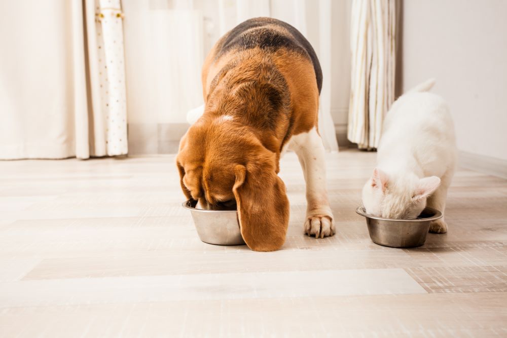 Helpful Feeding Tips for Multi-Dog Households