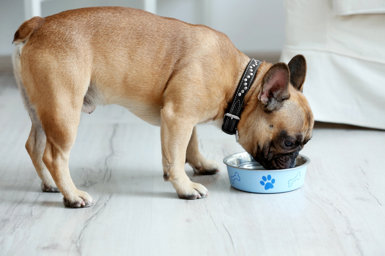 High-Meat vs. All-Meat Diets for Dogs: Which Is Better?