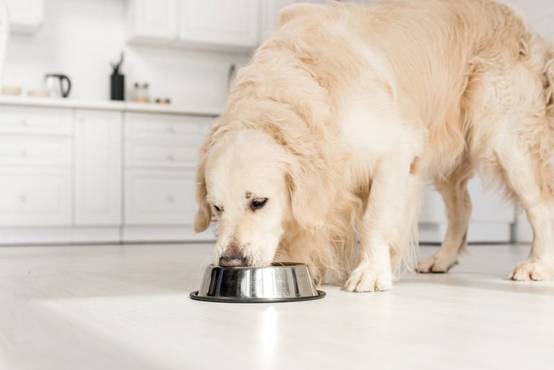 How To Know If My Dog Has a Food Allergy Nextrition Pet