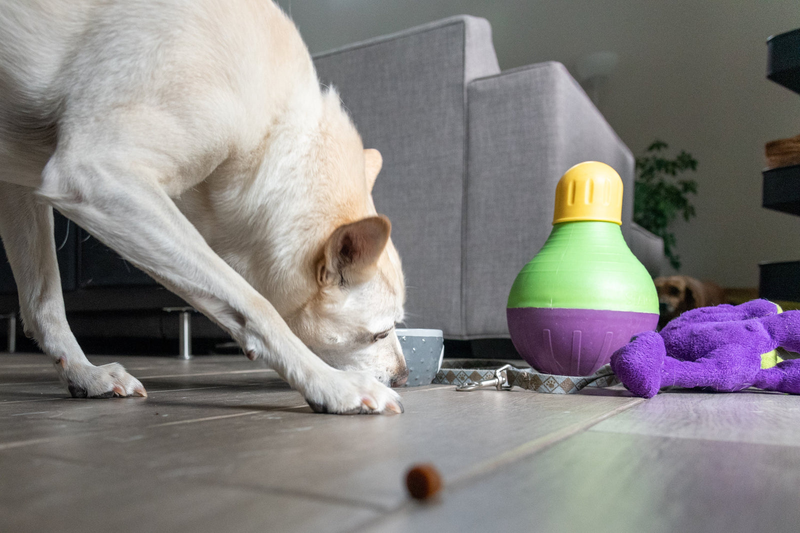 How a Puzzle Feeder Can Make Feeding Time Better for Your Dog