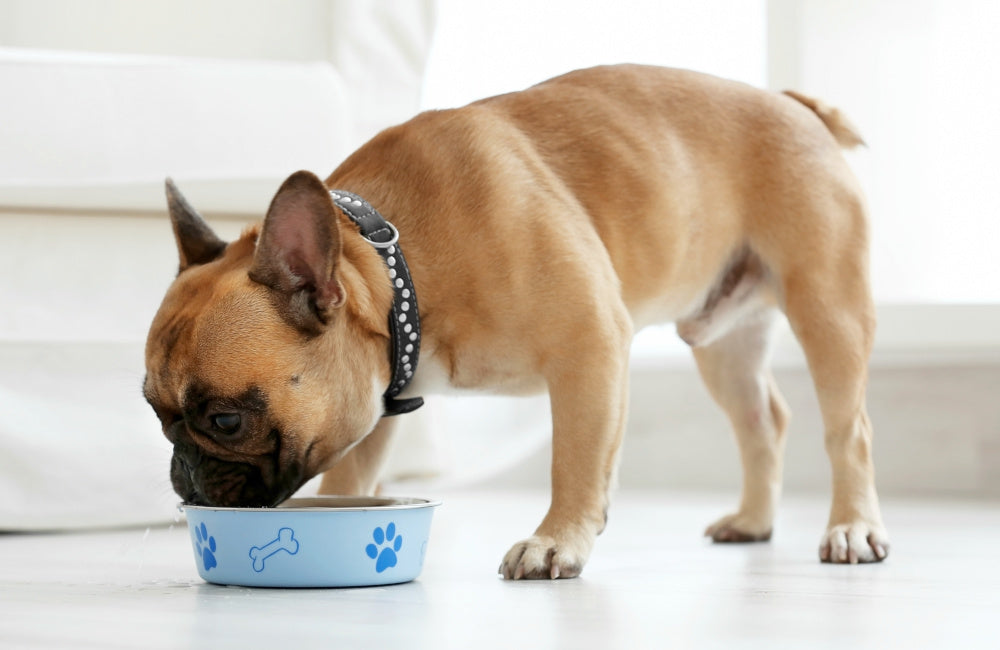 Is Cold-Pressed Dog Food Healthy Dog Food?