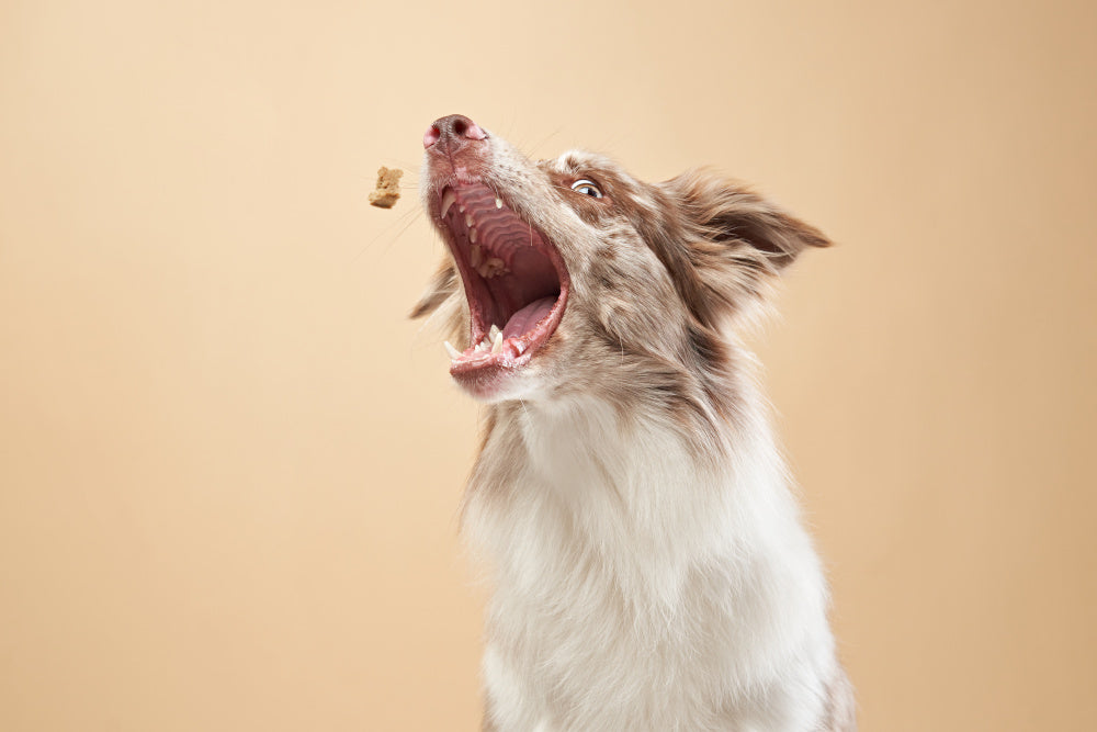 If You're Buying Treats, They Should Be Good for the Gut