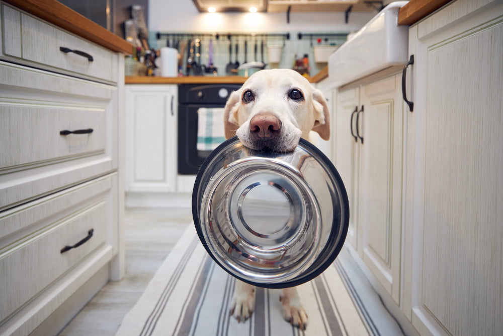 Ingredient Quality: How Does Nextrition Cold-Pressed Food and Kibble Differ?