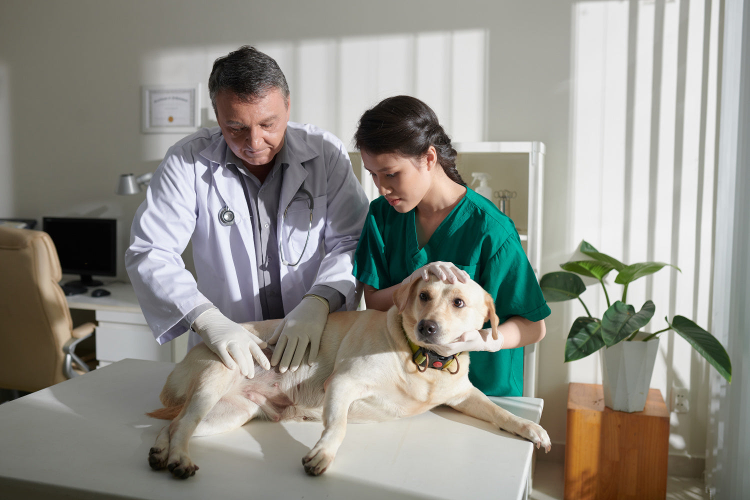 Is Chicken Allergy in Dogs Real? Yep—and Here’s What You Should Know