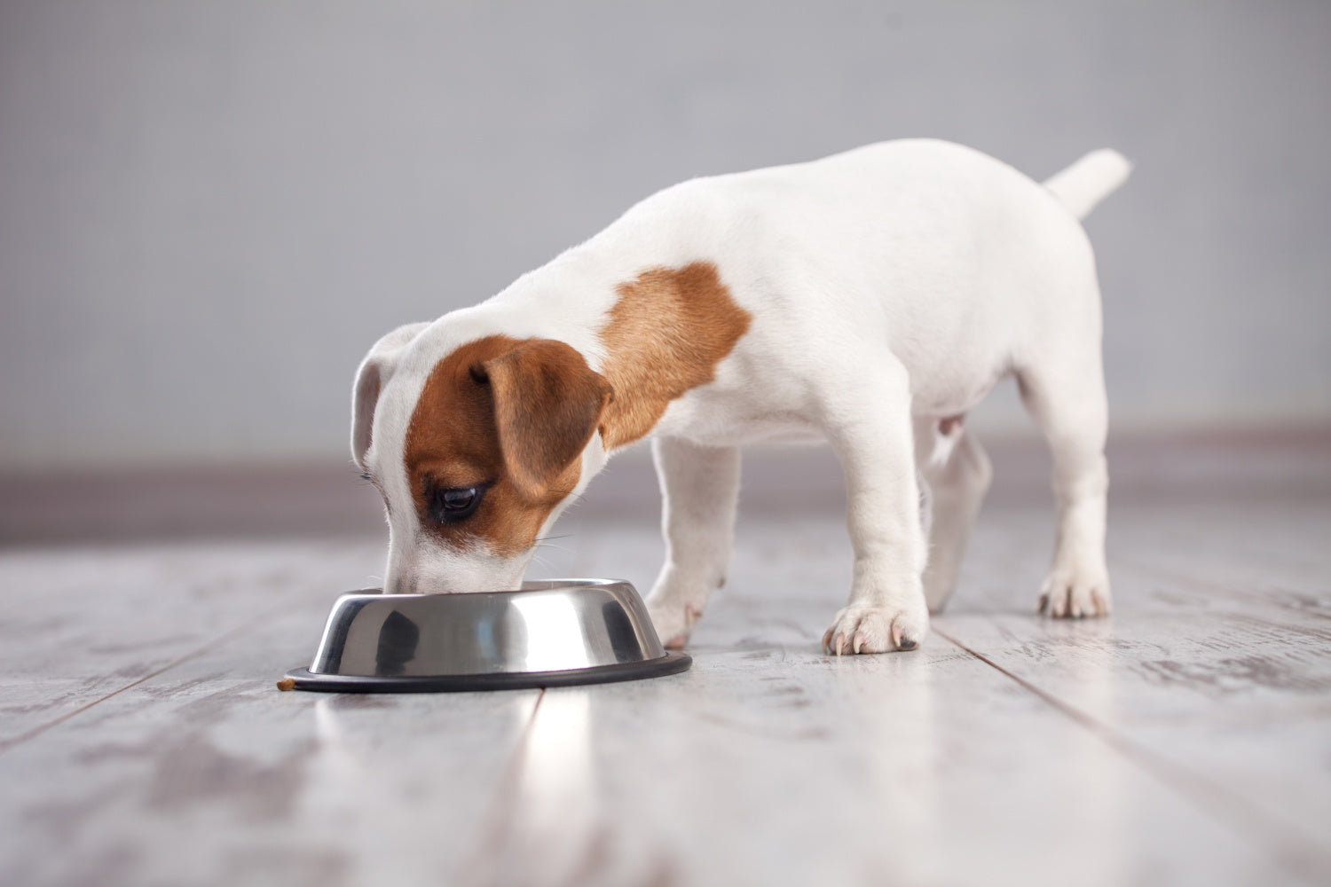 Is Mail Order Dog Food Really a Good Idea for My Pup?