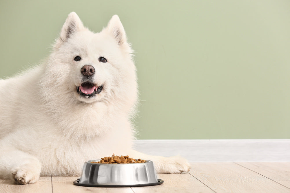 Is Plastic Really a Bad Choice for Dog Food Bowls Nextrition Pet