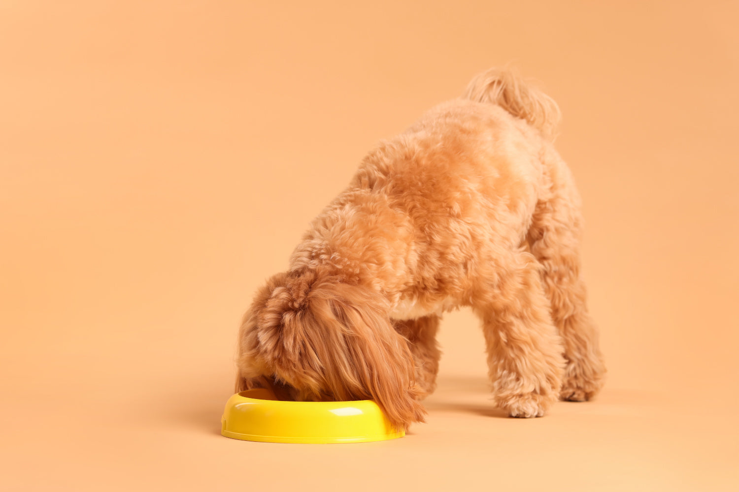 Is There a Best Dog Food for Sensitive Stomachs and Diarrhea?